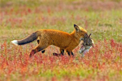 Photographer Seizes Astonishing Encounter: Fox and Eagle Engage in ...