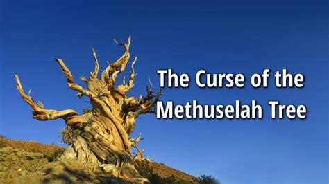 Methuselah Tree (oldest tree in the world documentary) | Methuselah ...