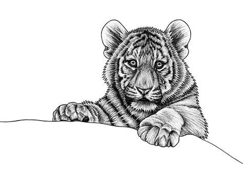 Peeking tiger cub Drawing by Loren Dowding