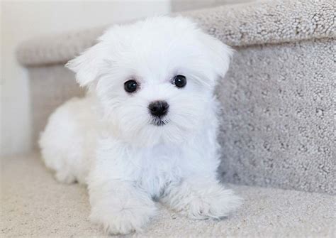 Lili the Maltese ($2,800) - Top Dog Puppies