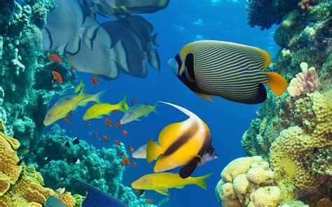 Ocean, Marine Life, Coral, Colorful Tropical Fish Wallpaper Desktop ...