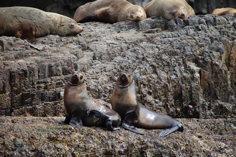 21 Wild Animals in Tasmania [Wildlife in Tasmania] - Kevmrc