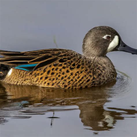 Hunting Blue-Winged Teal In Alabama: The Ultimate Guide – Goenthusiast