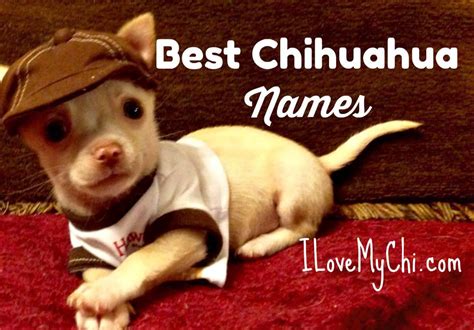 325+ Best Boy Chihuahua Names - I Love My Chi