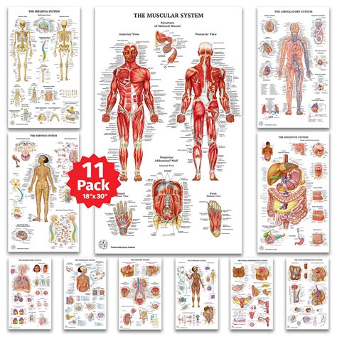 Buy 11 Human Anatomy s - Medical s, Skeletal, Male Female Muscular ...