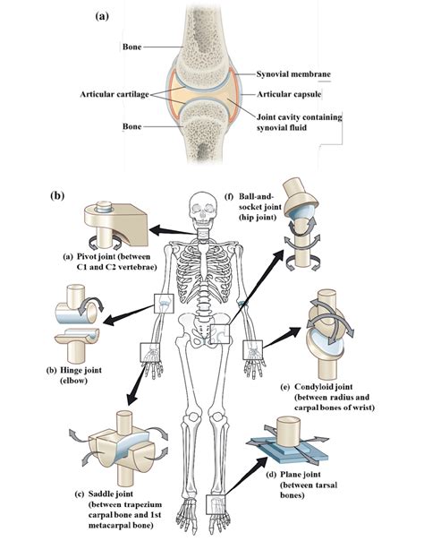 What Are The Synovial Joints - Design Talk