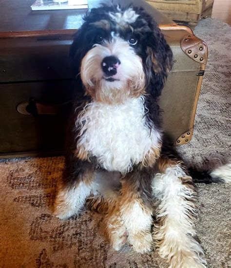 Bernedoodle Size Full Grown: How Big Do Bernedoodles Get? (Tiny, Mini ...