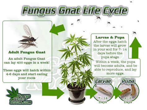 Fungus Gnats, Diagnosis and Treatment - Percys Grow Room