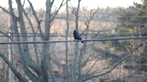 Crow Habits & Behaviors (And What They Mean…)