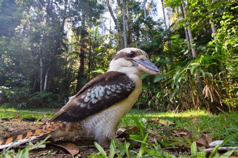 Laughing Kookaburra Calls | Wildlife Sounds by Wild Ambience