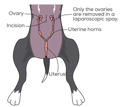 When is the best time to spay or neuter your cat? Ultimate guide.