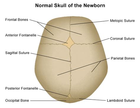 Coronal suture | UCL Researchers in Museums