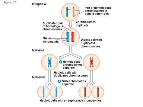 Diploid cells are formed – Wkcn