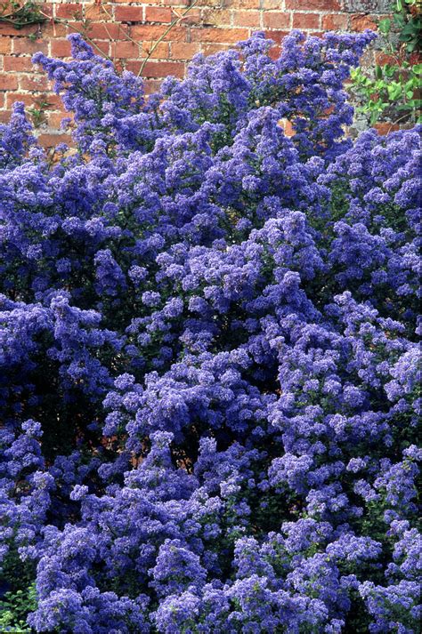 Buy Ceonothus (California Lilac) Puget Blue | J. Parker's