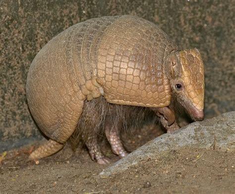 "Shell"o, armadillo! | San Diego Zoo Wildlife Explorers