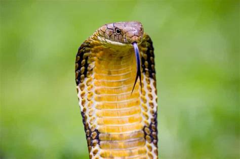 50 Interesting facts about King Cobra snake - Factins