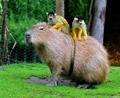 Riddled: Capybara Facts