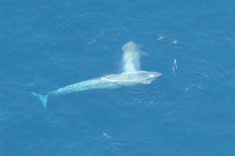 Blue whale sightings skyrocket | spec.com.au