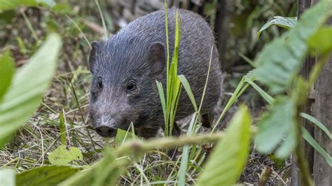 Pygmy Hog: Facts, Habitat, and How it Builds a Nest