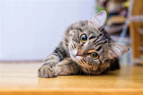 How Long Can You Leave a Cat Alone? | Wake Forest Vet