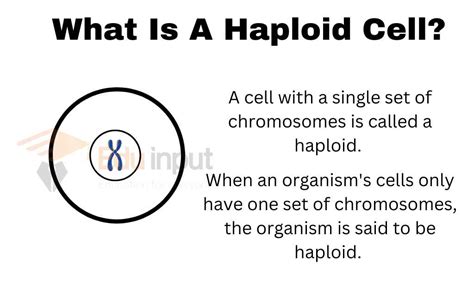 What Is A Haploid Cell?-Definition, Example | What Is A Haploid Organism?