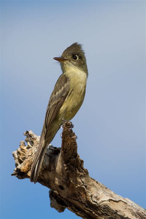 Improving water quality could help conserve insectivorous birds — study