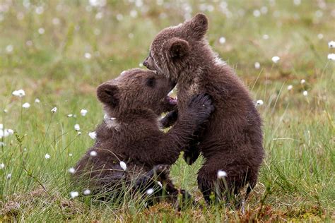 Adorable Cubs Have A Bear Hug! Picture | Cutest baby animals from ...