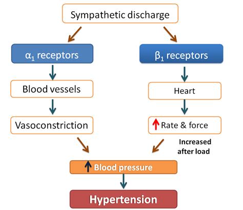 Pin on adrenergic drugs