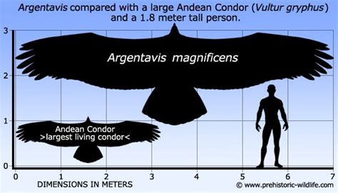 Argentavis, with a wingspan estimated at seven meters across ...