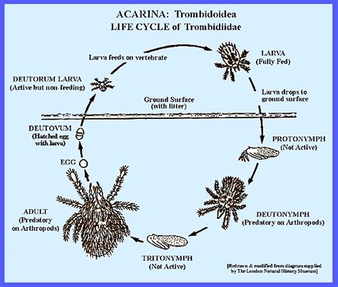 Scrub Typhus Life Cycle