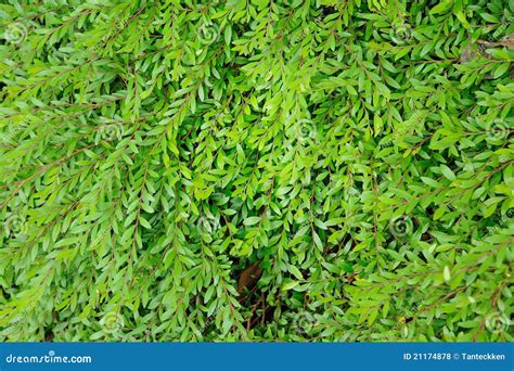 Phyllanthus Myrtifolius Royalty Free Stock Photos - Image: 21174878