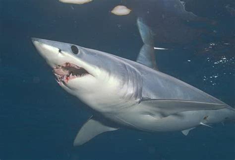 Mako Shark Facts | Shortfin Mako Shark Facts