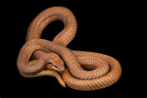 Paradise Flying Snake (Chrysopelea paradisi variabilis) - Joel Sartore