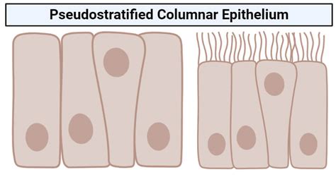 Pseudostratified columnar epithelium- structure, functions, examples