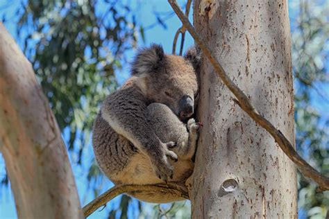 Koala Habitat Rescue - Conservation Ecology Centre