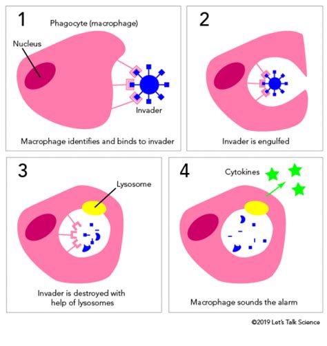 How do macrophages work