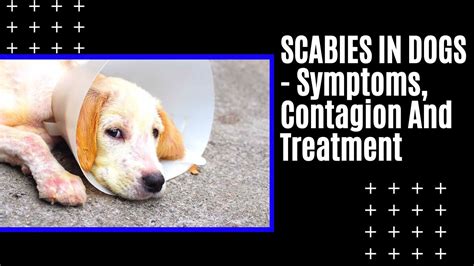 😷 SCABIES IN DOGS - Symptoms, Contagion And Treatment - YouTube