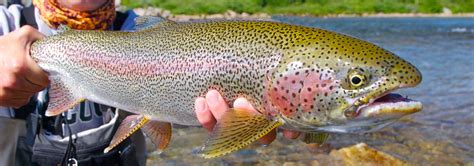 Oregon Trout species identification | Great Oregon Outdoors