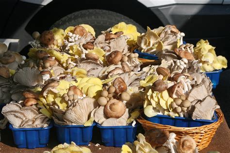 There’s fungus in your food - Scienceline