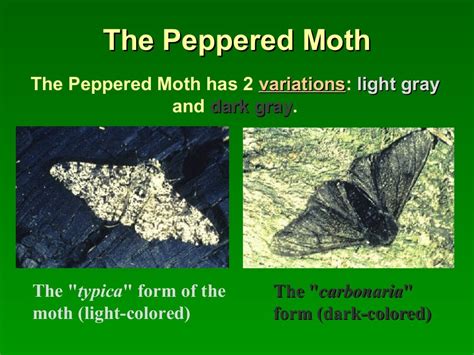 Peppered moth