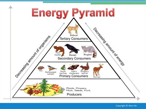 PPT - Temperate Deciduous Forest PowerPoint Presentation - ID:2638689