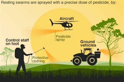 Locust swarm: How is it formed? - Electrical e-Library.com