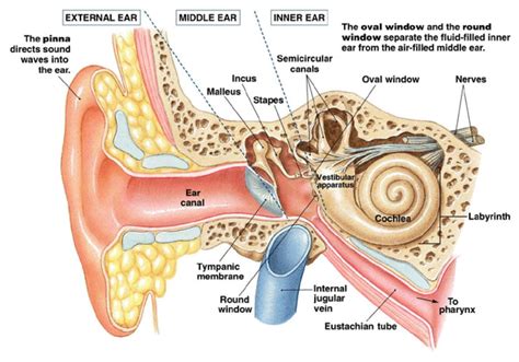 Middle Ear Anatomy, Inner Ear Anatomy, Human Ear Anatomy, Human Anatomy ...