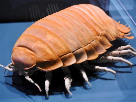 Giant Isopod Crustacean | SIMILAR BUT DIFFERENT IN THE ANIMAL KINGDOM