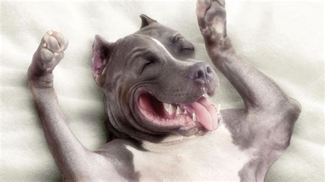 Funny Pitbull - Wallpaper, High Definition, High Quality, Widescreen