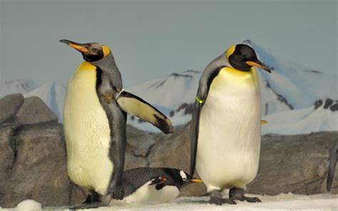 Penguins Kansas City Zoo | DiKibbles | Flickr