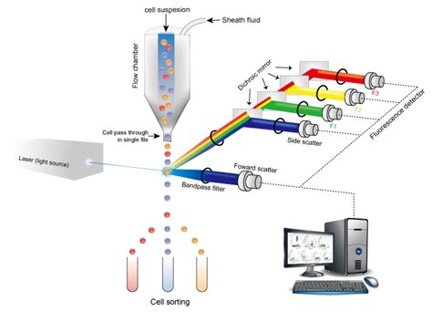 Flow Cytometry Guide - Creative Diagnostics