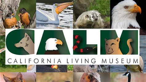 CALM Zoo to provide ‘Feast for the Beasts’ after Thanksgiving | KGET 17