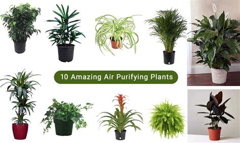 Air Purifying Plants for Bedroom - Back Gardener