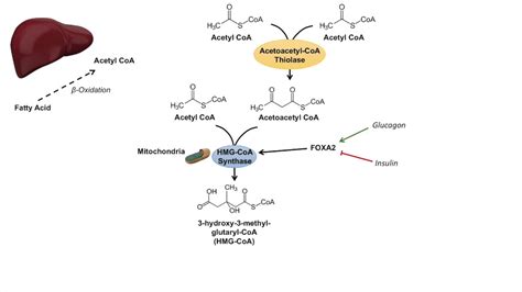 Ketone Body Synthesis | Ketogenesis | Formation Pathway and Regulation ...